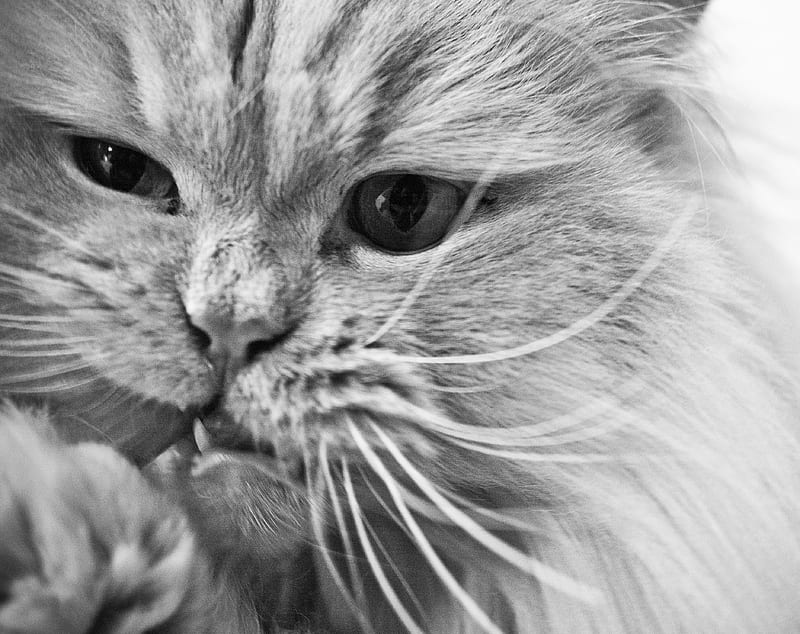 Rrrr Ultra, Animals, Pets, bonito, White, Black, Fluffy, samsung, Persian, nx10, frippon, samsung30mmf2, HD wallpaper