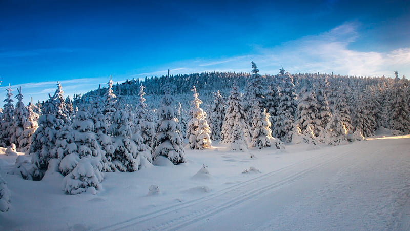 Frigid Winter Landscape, scenic winter, winter landscape, frigid winter, beautiful winter, winter forest, HD wallpaper