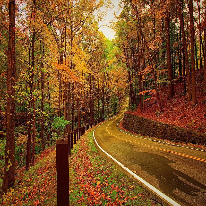 Forest Road, Bonito, Cute, Look, Nice, Hd Phone Wallpaper 