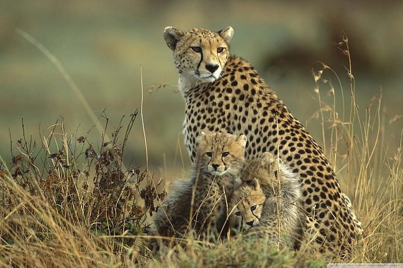 Cheetah mother and cubs on Massai, Kenia, kenya, family, cheetah, masai, cat, mother, reserve, cub, wildlife, HD wallpaper