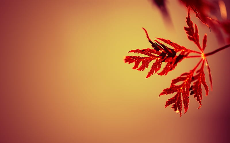 red leaves in close up graphy, leaves, macro, nature, simple, simple background, gradient, depth of field, red, plants, HD wallpaper