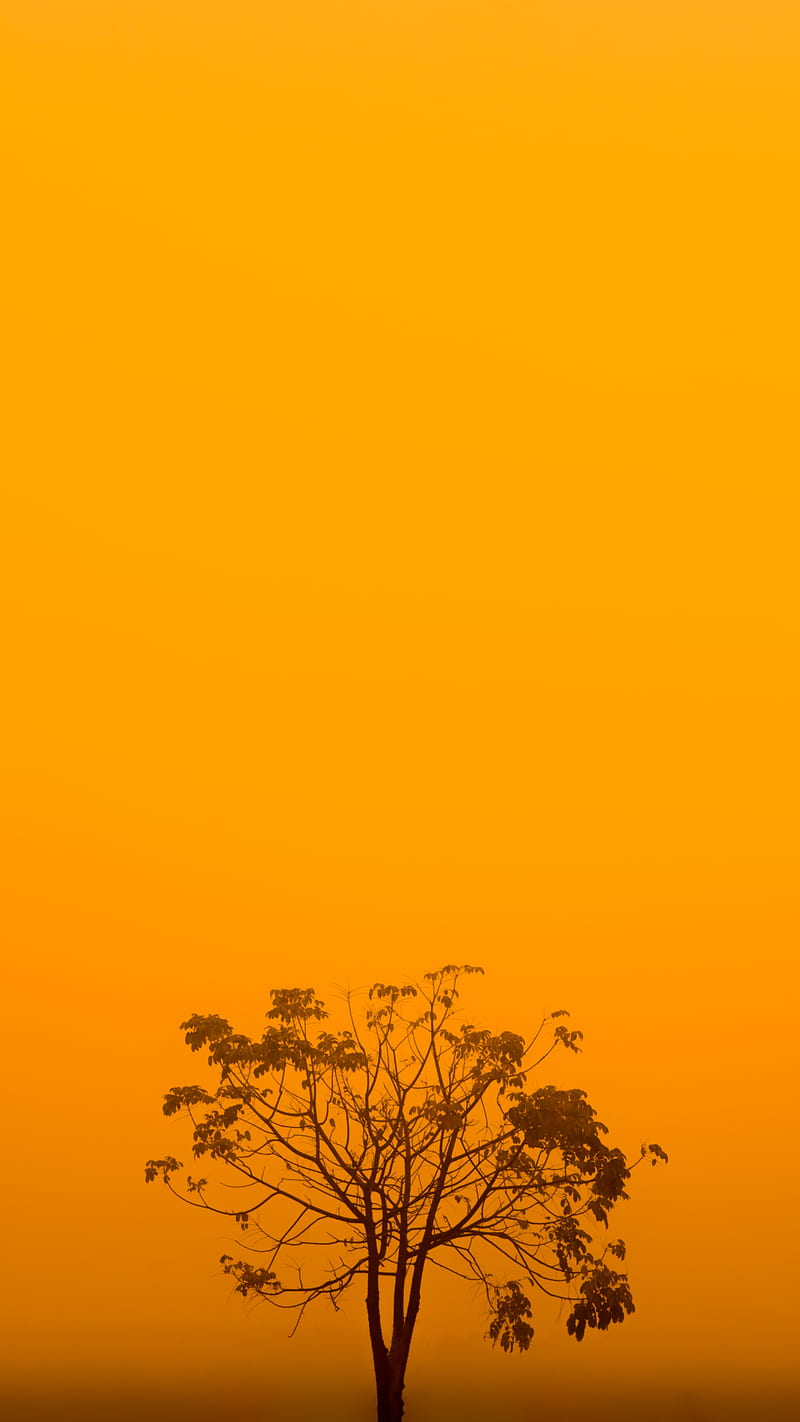 tree, fog, minimalism, yellow, aesthetic, HD phone wallpaper
