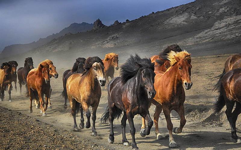 Icelandic Horses herd of horses, running horses, wildlife, Iceland, horses, HD wallpaper