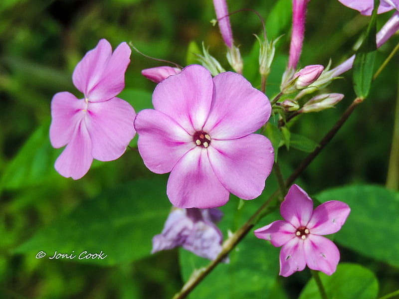 Wild Flower, pink, HD wallpaper | Peakpx