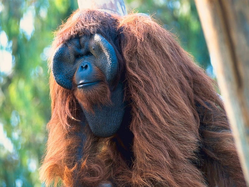 bornean orangutan, bornean, orangutan, , animal, HD wallpaper
