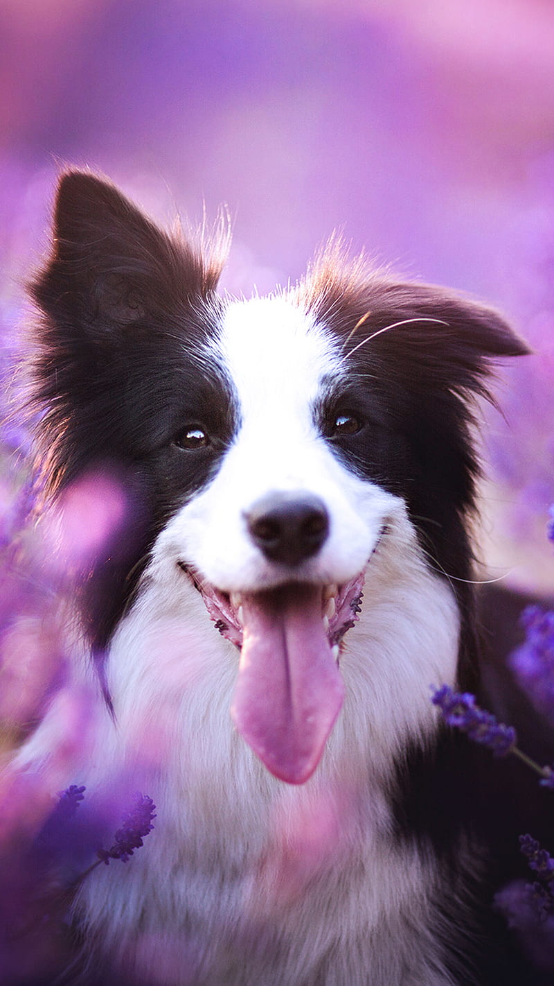 Dog, border collie, happy, purple, HD phone wallpaper