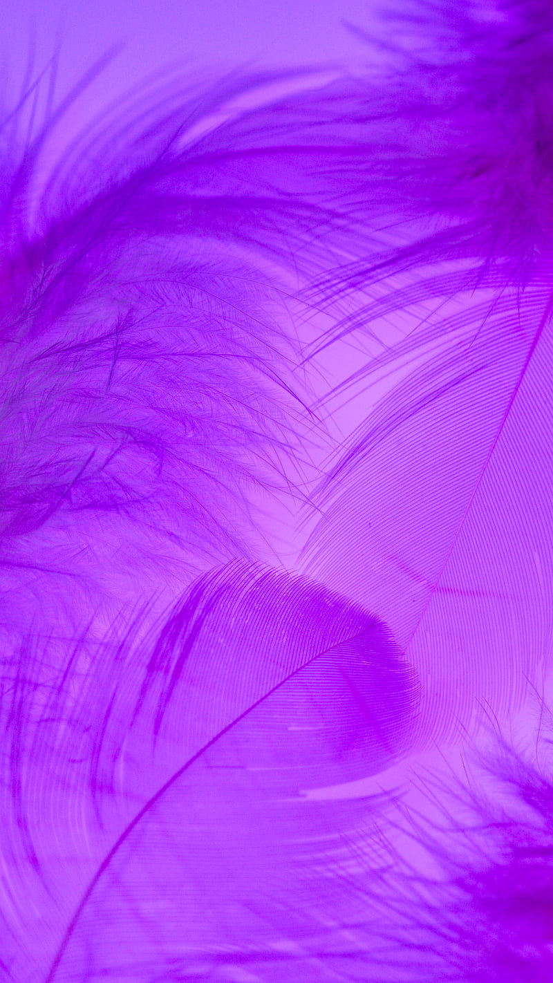 Purple and Blue Feather Illustration, HD phone wallpaper