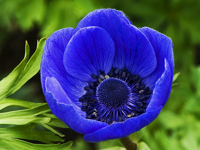 Amapola azul, amapola, asombroso, verde, flores, naturaleza, colores, azul,  Fondo de pantalla HD | Peakpx