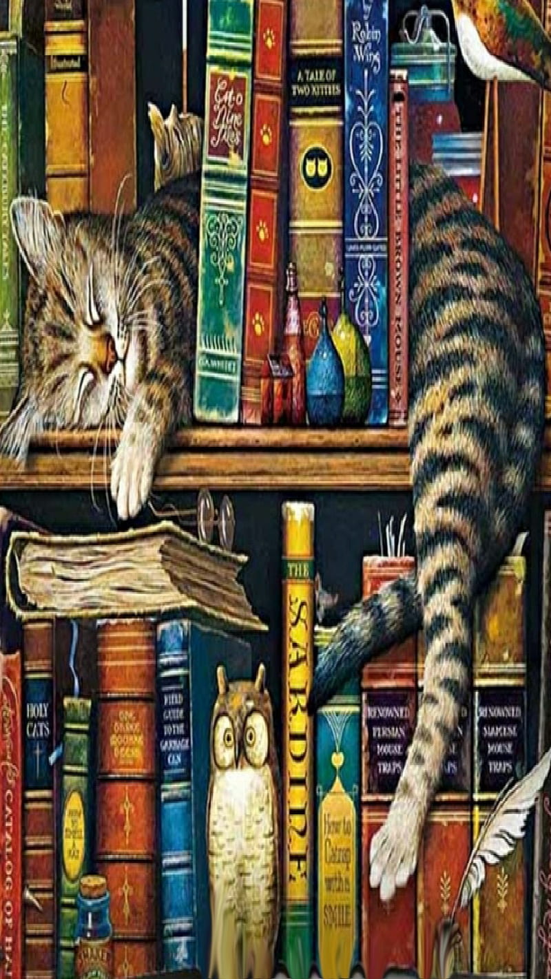 Sleeping Kitty, books, cat, kitty, library, reading, sleeping, study, HD phone wallpaper