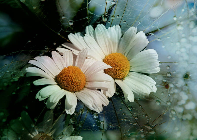 Upsy daisy, flowers, Marguerite, white, daisy, HD wallpaper