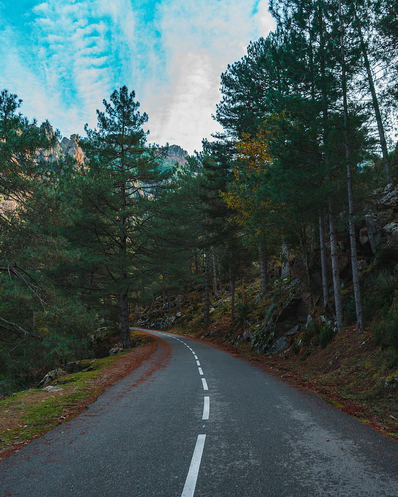 road, turn, trees, mountains, slope, HD phone wallpaper