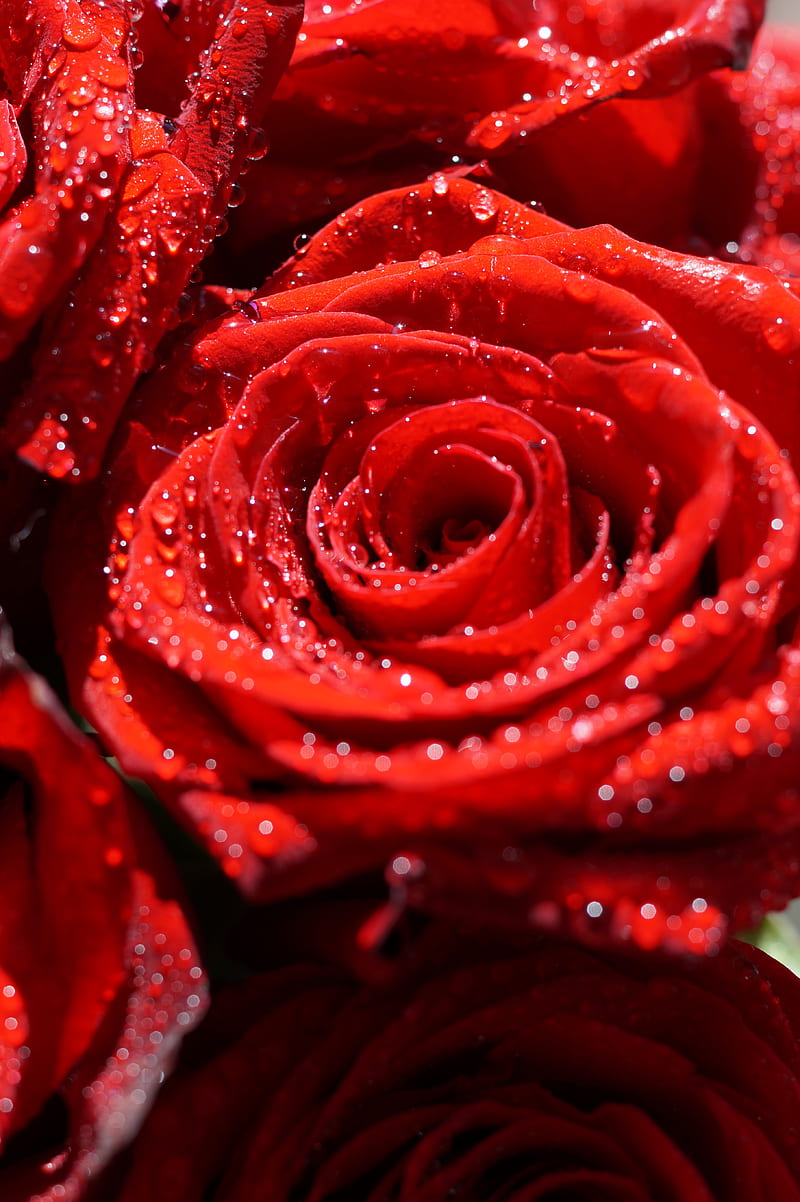 rose, flowers, petals, drops, macro, red, HD phone wallpaper