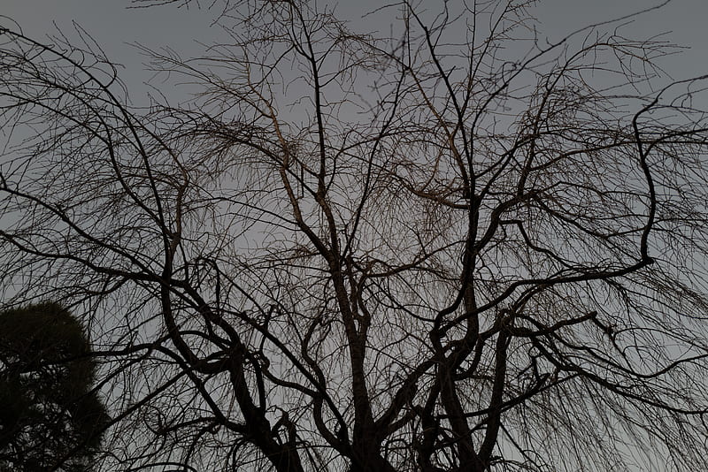 tree, branches, dark, plant, HD wallpaper
