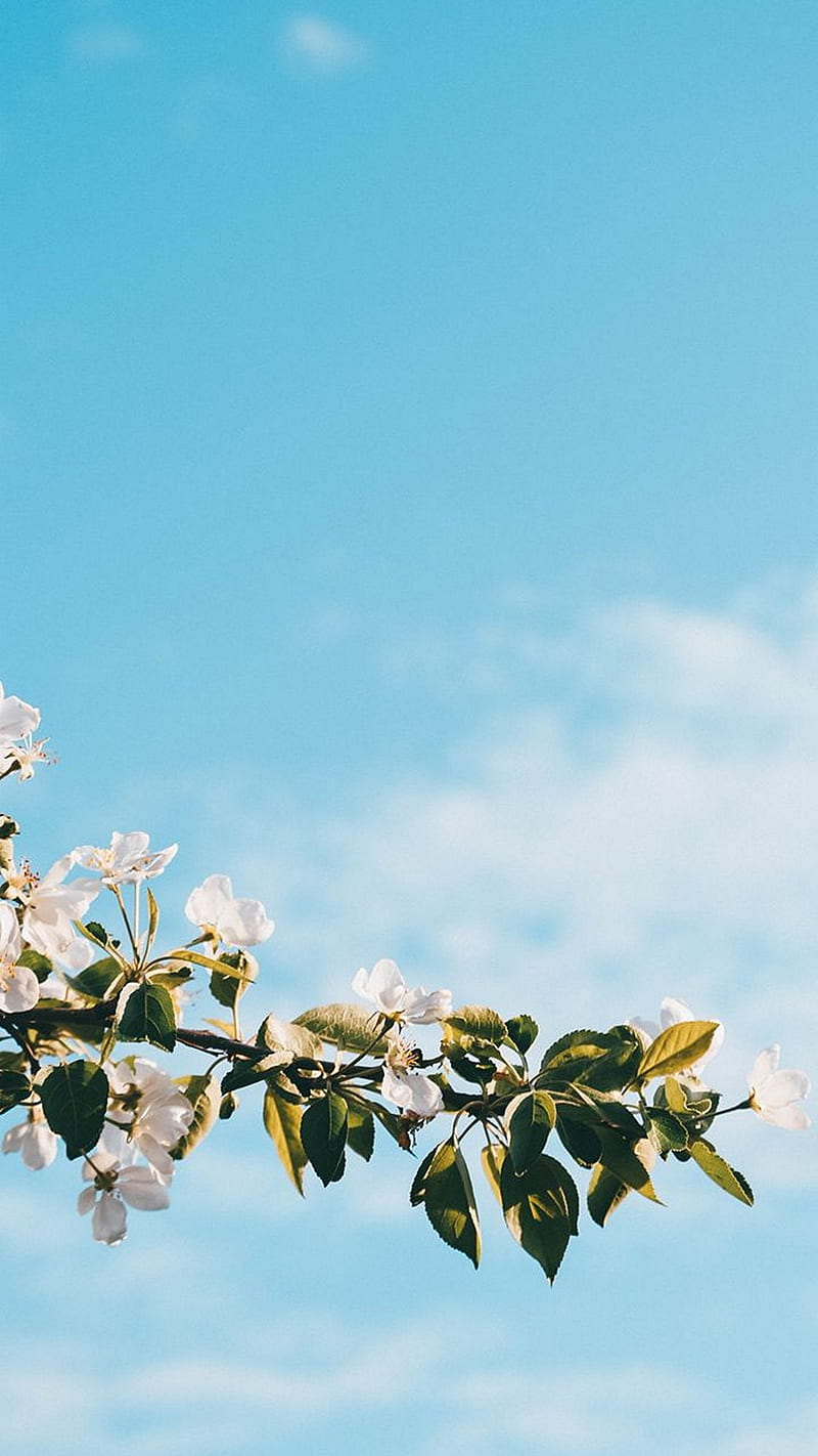 Tree branch , sky, white flower, plant, blue, HD phone wallpaper