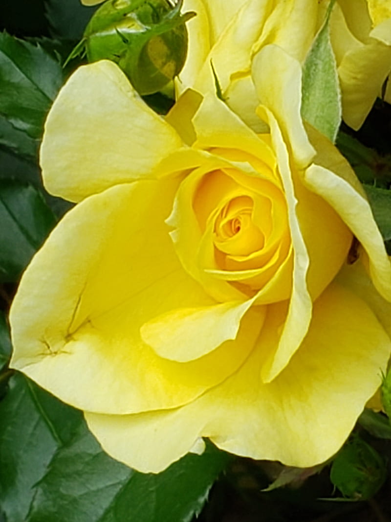 Yellow rose, roses, HD mobile wallpaper | Peakpx