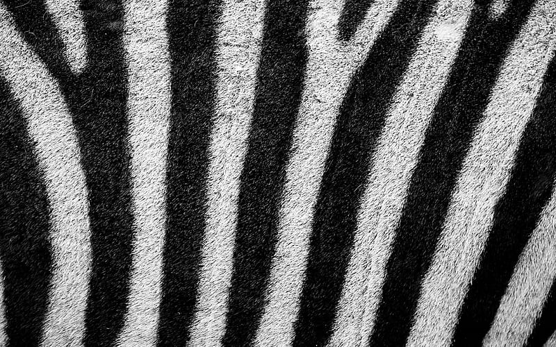zebra texture, close-up, white black background, zebra skin texture, black white stripes, macro, striped skin, zebra background, zebra wool, HD wallpaper
