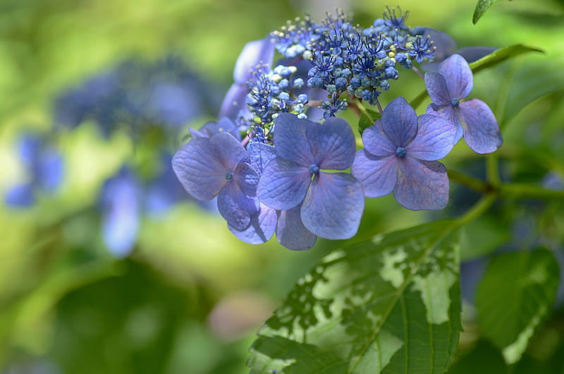 Hydrangea, green, flower, summer, skin, blue, HD wallpaper | Peakpx