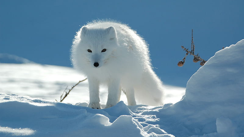 Cute White Wolf Is Standing On Snowfield During Daytime Animals, HD wallpaper