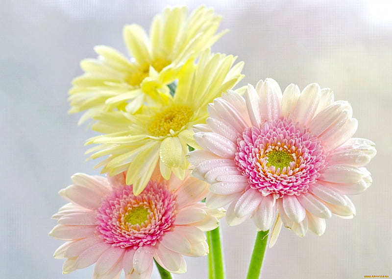 Lovely gerberas, pretty, lovely, fresh, yellow, bonito, soft, delicate, freshness, nice, bouquet, gerbera, flowers, tender, pink, HD wallpaper