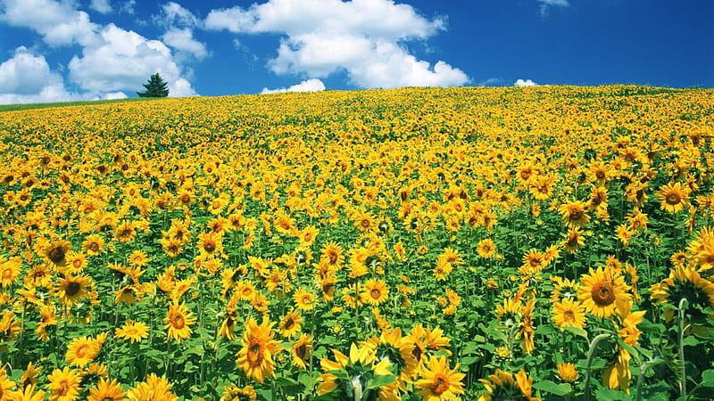 Another sunflower field, sunflowers, nature, clouds, sky, field, HD ...