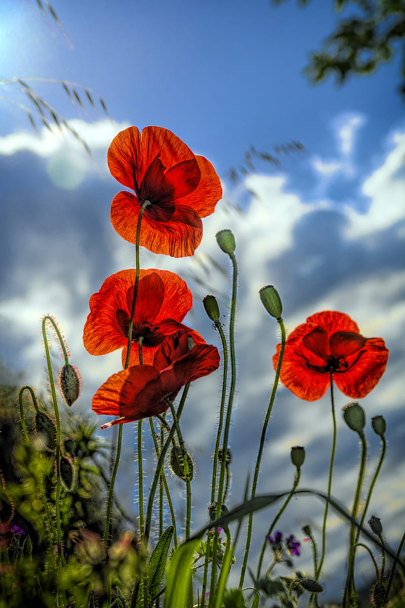 Poppy Flower Photos Download The BEST Free Poppy Flower Stock Photos  HD  Images