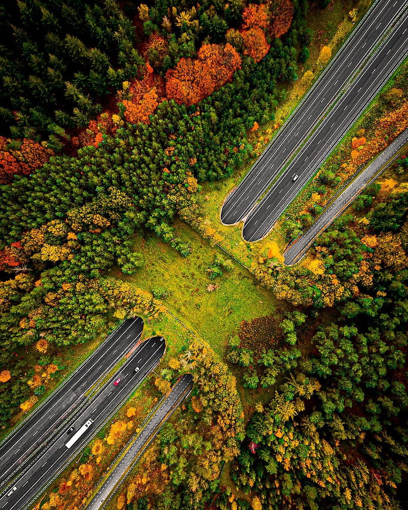 nature, landscape, portrait display, road, highway, aerial view, drone , forest, trees, car, fall, wildlife crossings, HD phone wallpaper