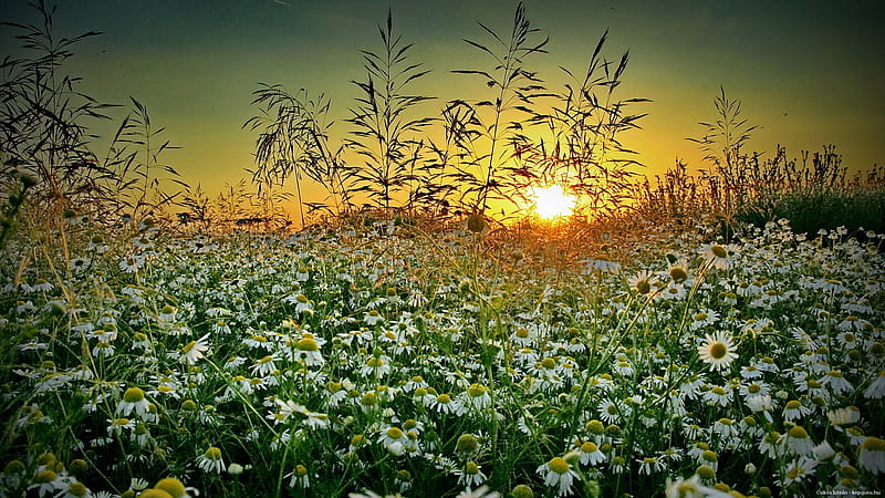 Daisies at sunset, sun, orange, yellow, sunset, beautiful day, afternoon, nice, gold, splendor, scenario, flowers, evening, paisage, sunbeam, paysage, golden, sky, silhouette, cool, awesome, garden, sunshine, white, daisy, landscape, field, scenic, 1920x1080, bonito, graphy, green, sun rays, scenery, beije, amazing, sunlight, spring, leaf, daisies, paisagem, plants, summer, petals, nature, scene, HD wallpaper