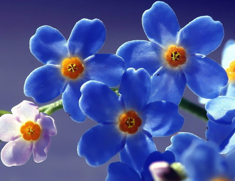 900 Free Forget Me Not  ForgetMeNot Images  Pixabay