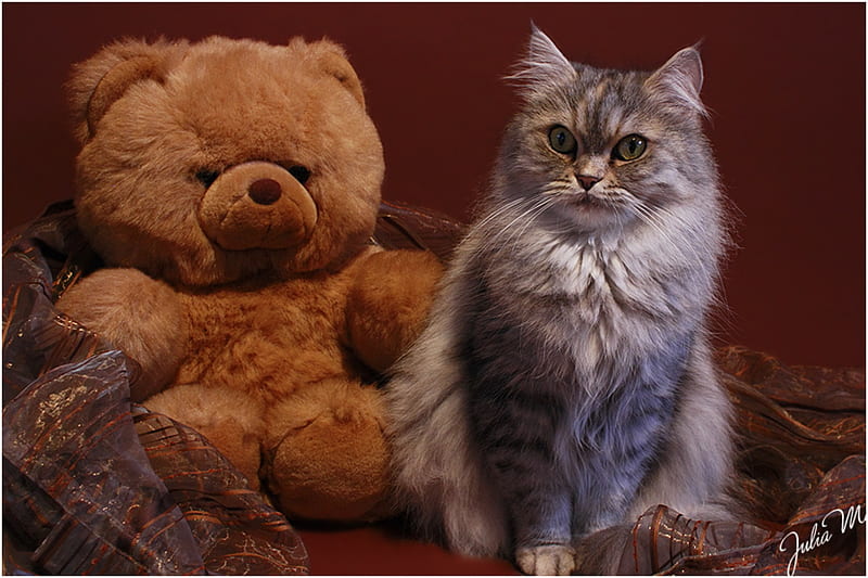 teddy cat, cute, nice, teddy bear, cat, HD wallpaper
