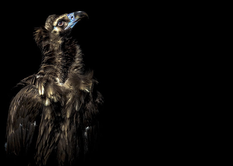 Birds, Vulture, Bird, HD wallpaper