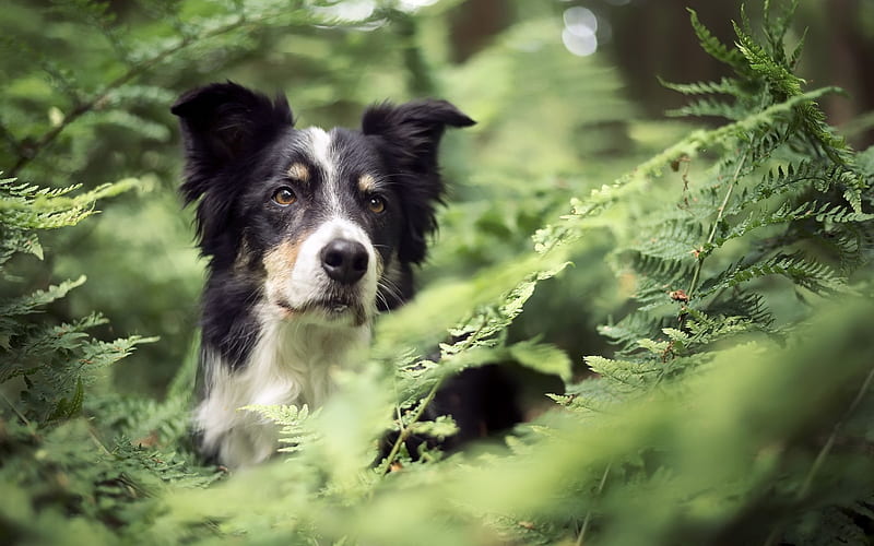 Border Collie Dog, forest, close-up, bokeh, pets, cute animals, black white border collie, dogs, Border Collie, HD wallpaper
