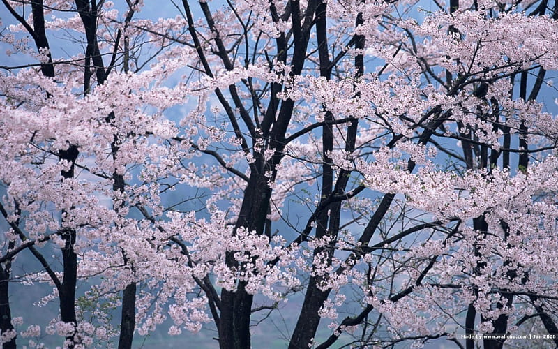 Japanese Cherry Blossom, sakura, japan, blossom, japanese, flowers, nature, cherry, HD wallpaper