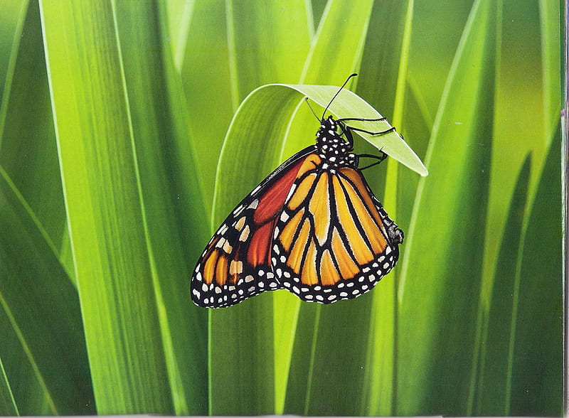 Monarch butterfly, pretty, black and yellow, green, HD wallpaper