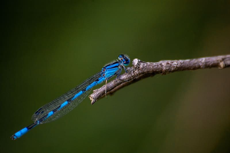 blue damselfly, dragonfly, insect, macro, HD wallpaper