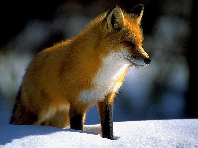 Red Fox, cunning, intelligence, cleverness, fox, HD wallpaper