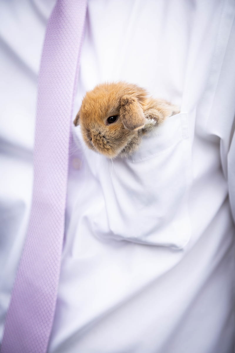 rabbit, hare, cute, fluffy, white, HD phone wallpaper