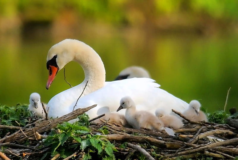 The nest, leaves, young, water, nest, spring, mother, swan, HD wallpaper