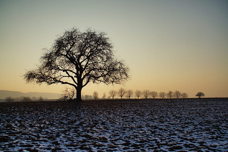 tree, field, snow, dusk, HD wallpaper