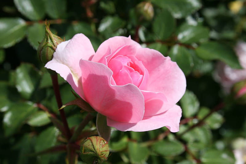 A Pink Rose in Minnesota, outside, sun, rose, mn, pink, HD wallpaper