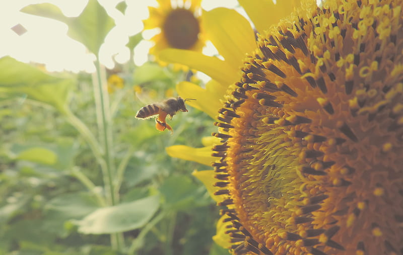 time lapse graphy of flying bee near sunflower, HD wallpaper