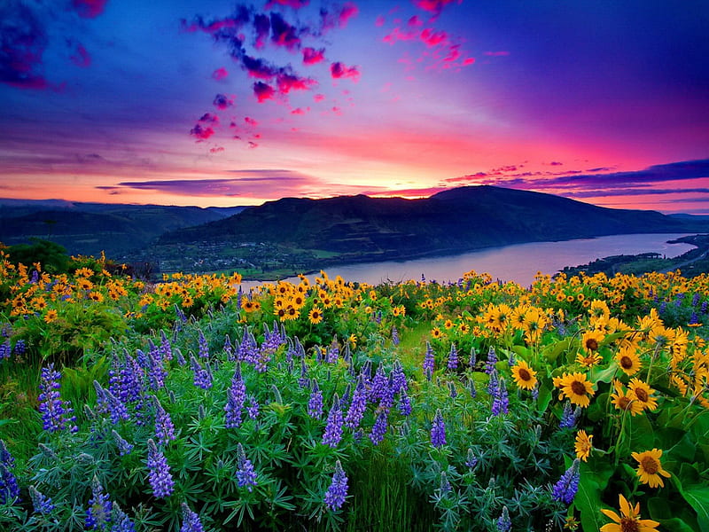 Sunset over the flowers, colorful, grass, bonito, sunset, mountain, sundown, calm, green, sunflowers, flowers, sunrise, harmony, colors, delight, purple, peaceful, nature, meadow, field, HD wallpaper