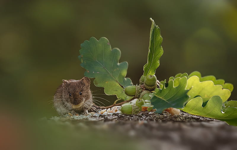 Animal, Mouse, Acorn, Blur, Leaf, Rodent, Wildlife, HD wallpaper