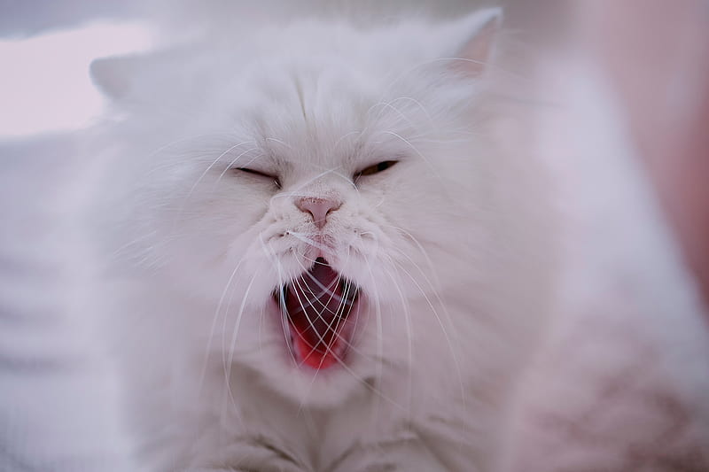 Cats, Cat, Persian Cat, Pet, Yawn, HD wallpaper