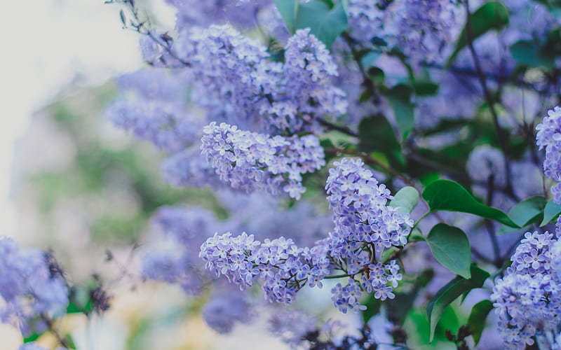 lilac, beautiful purple spring flowers, lilac branch, floral background, spring landscape, HD wallpaper
