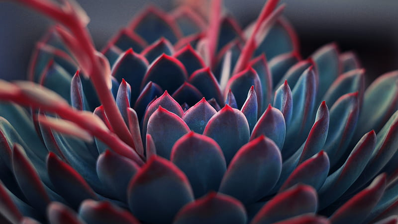 close up graphy of succulent plant, HD wallpaper