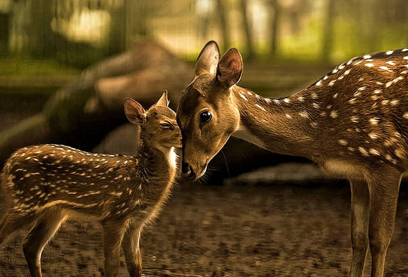 Mama Deer and Kid, cute, Kid, Deer, Animals, HD wallpaper