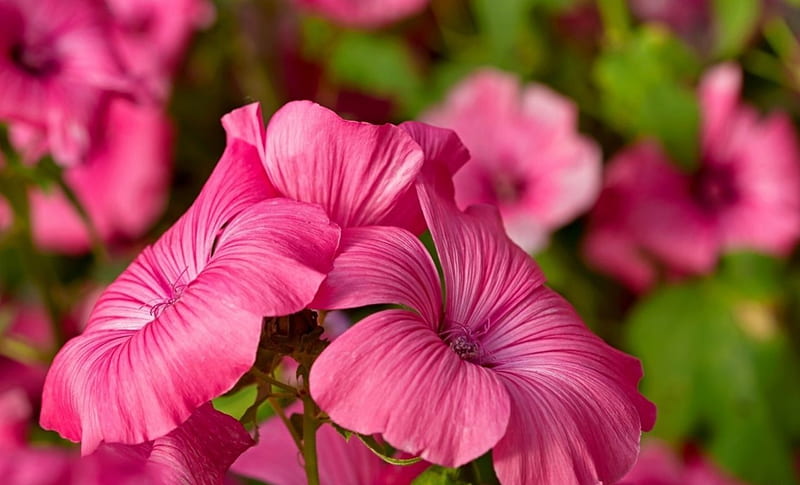 Pink Petunia, petals, nature, blooming, pink, HD wallpaper