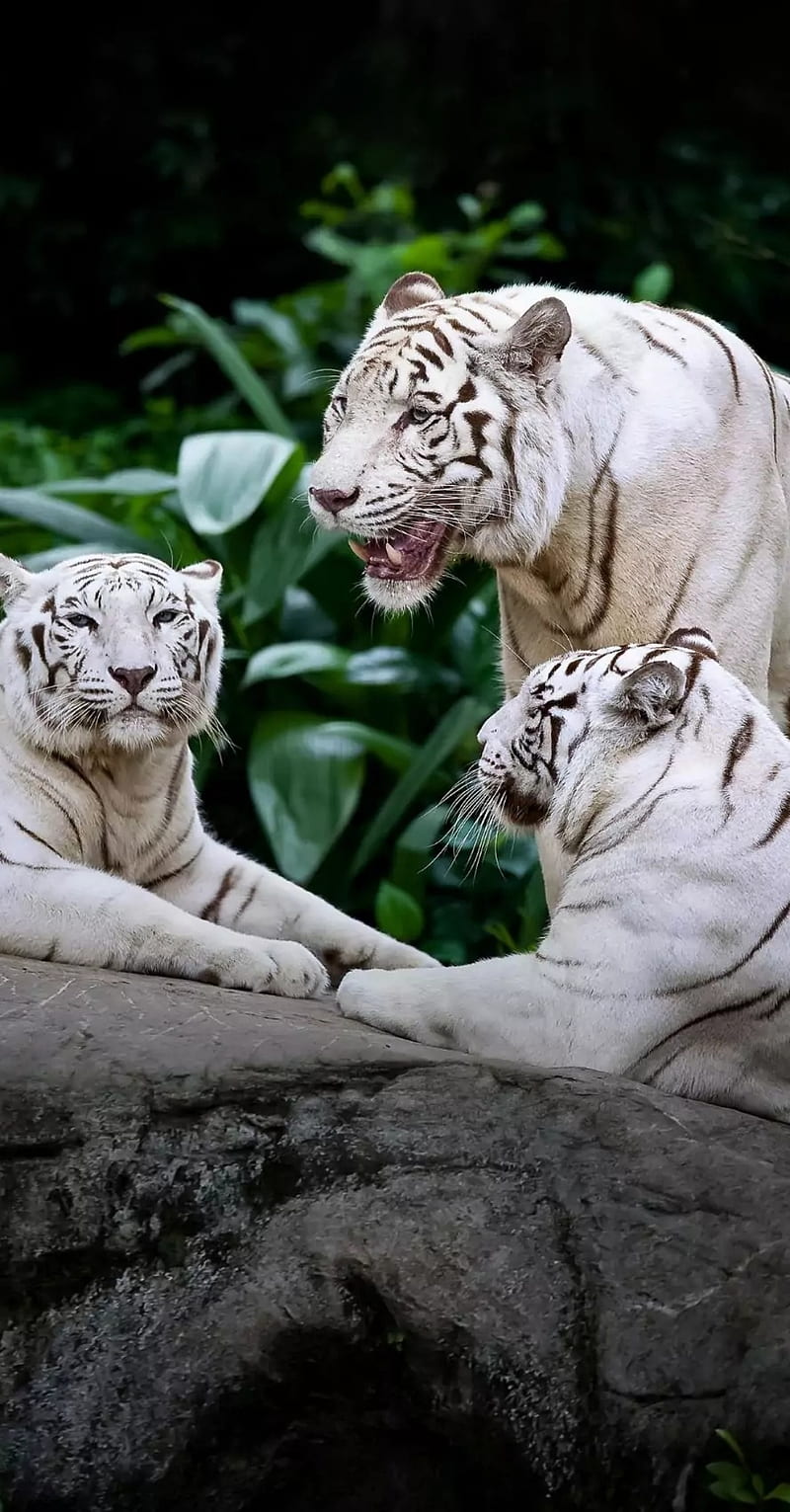 White tigers, eye, purple, tiger, HD phone wallpaper