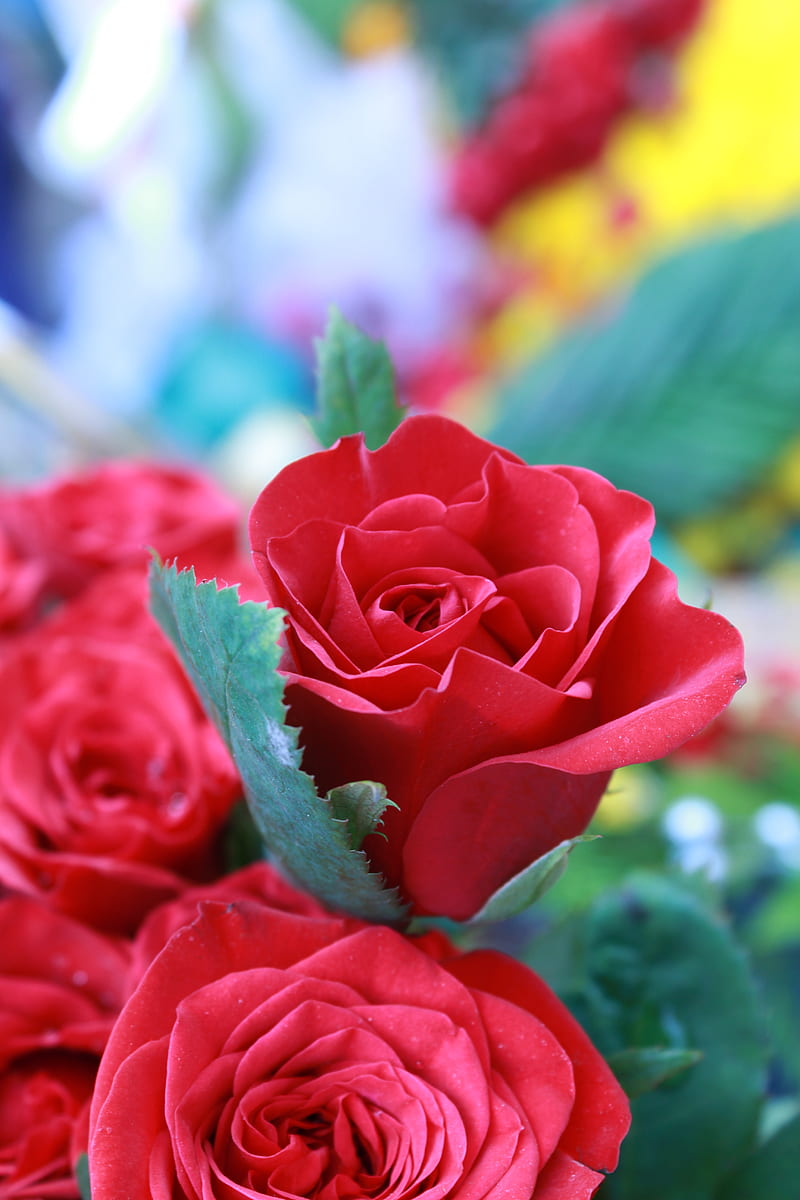 Red Roses in Bloom, HD phone wallpaper