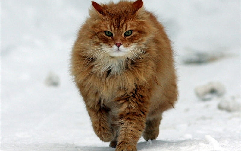 Big red cat running, cat, kitten, run, snow, HD wallpaper